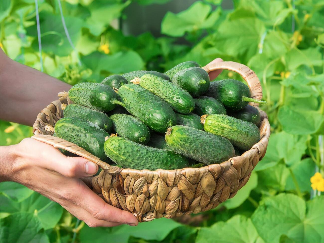 Подкормку нужно производить в среднем раз в неделю