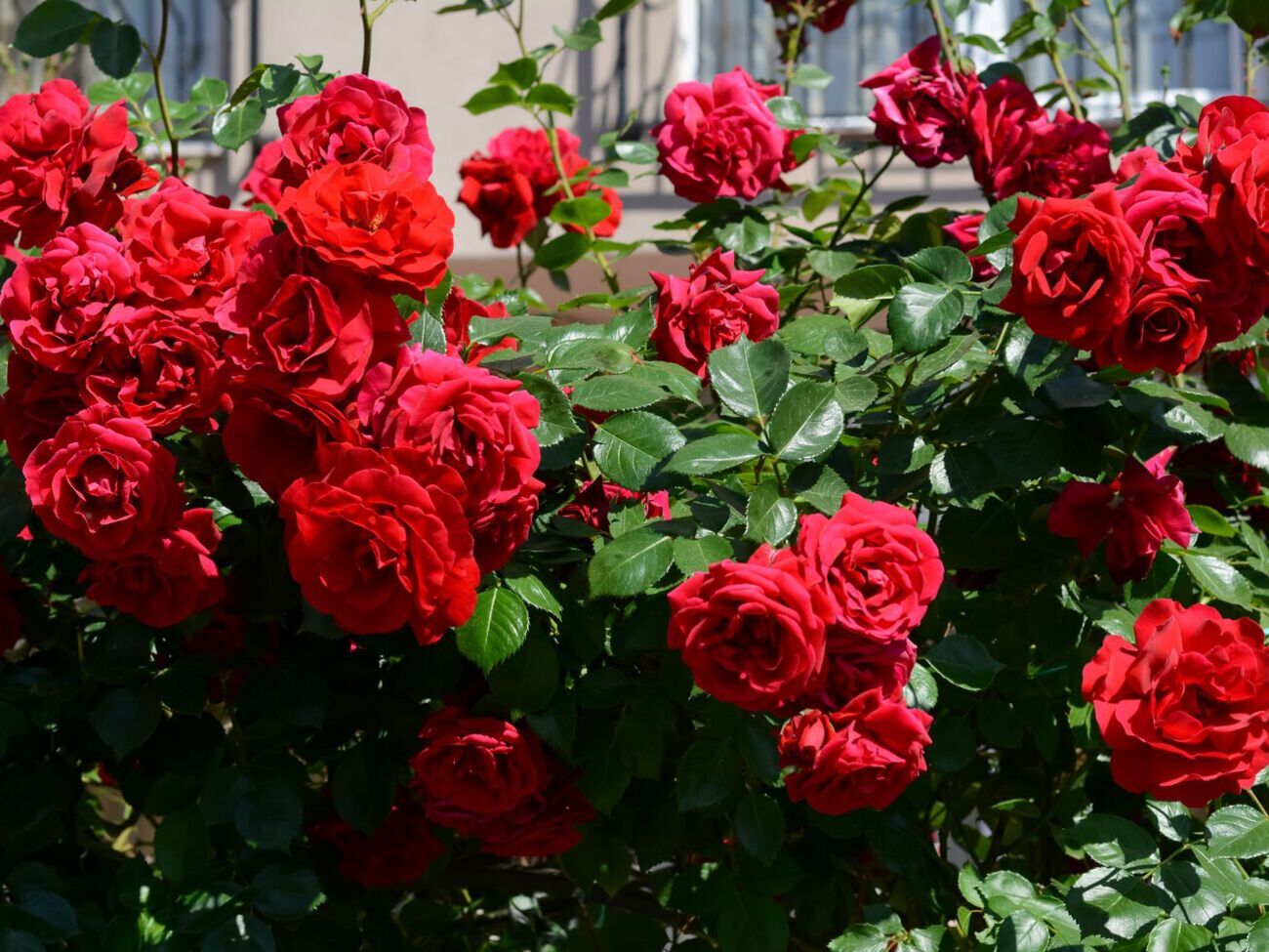 Касторова олія стимулює вироблення у троянд гормонів, які забезпечують тривале та рясне цвітіння