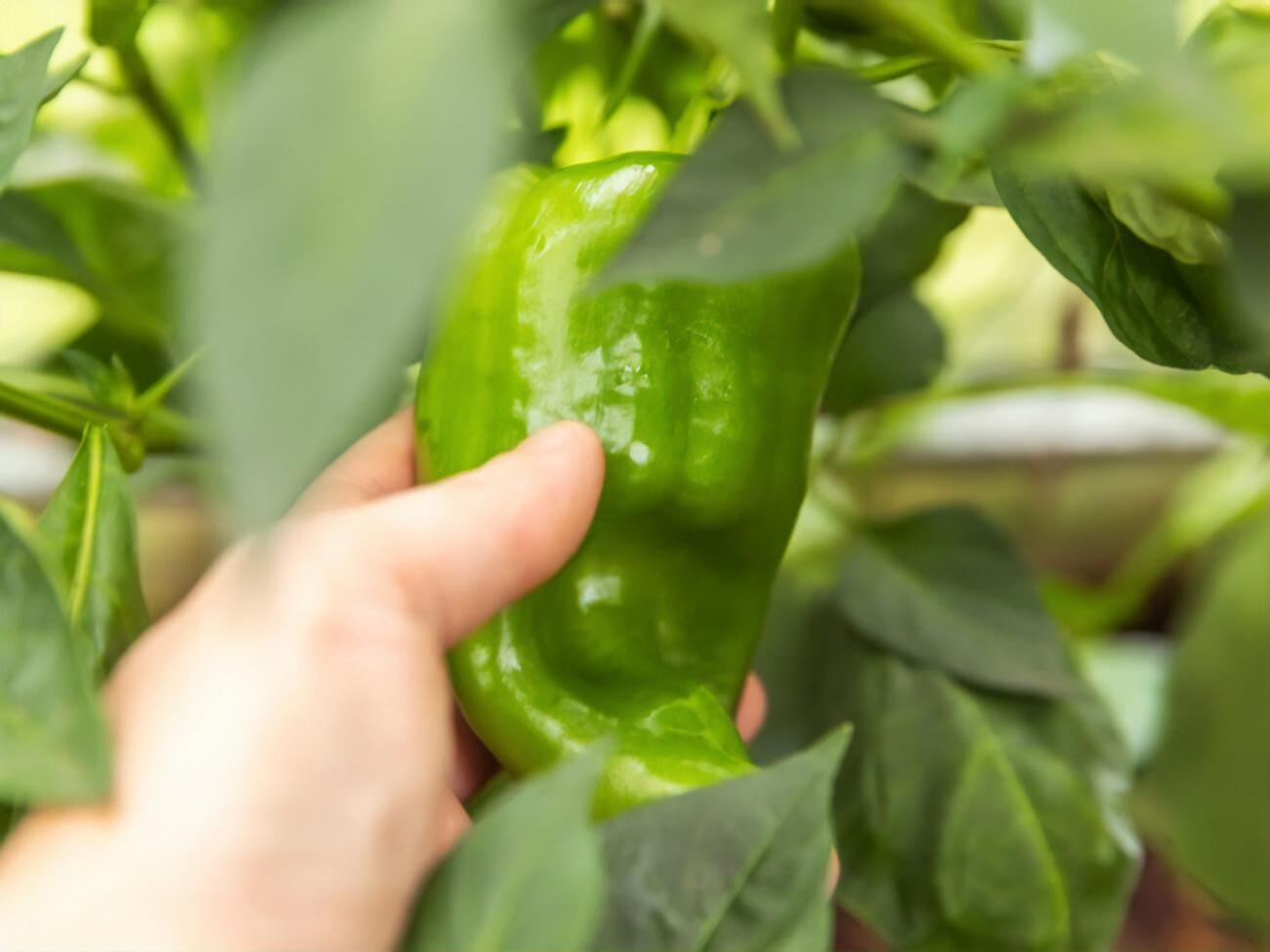 Перец даст хороший урожай