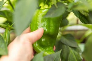 Перец даст хороший урожай