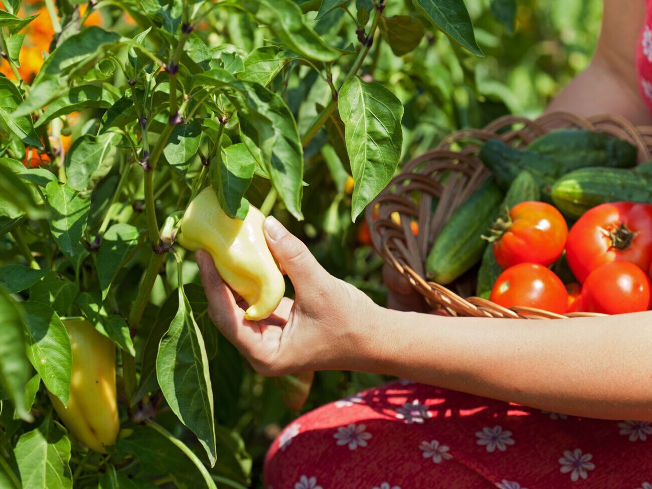 Подкормка из лимонной кислоты активирует ранее внесенные удобрения, и растения начнут щедро плодоносить