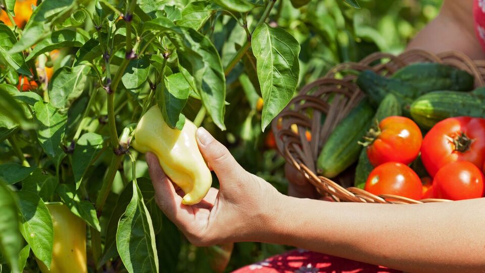 Подкормка из лимонной кислоты активирует ранее внесенные удобрения, и растения начнут щедро плодоносить