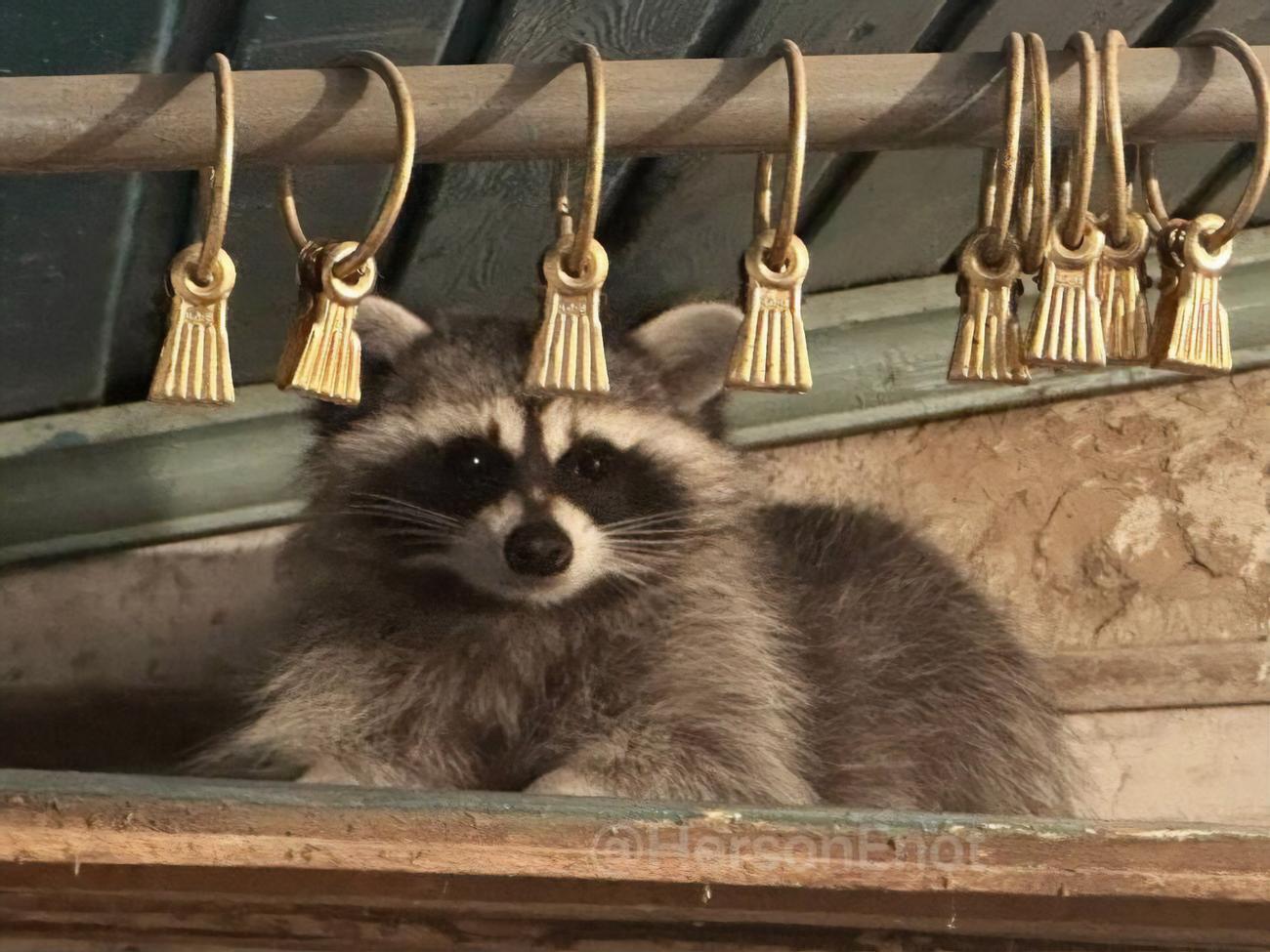 Окупанти знімають із вкраденим єнотом відео на фронті