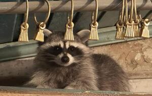 Оккупанты снимают с украденным енотом видео