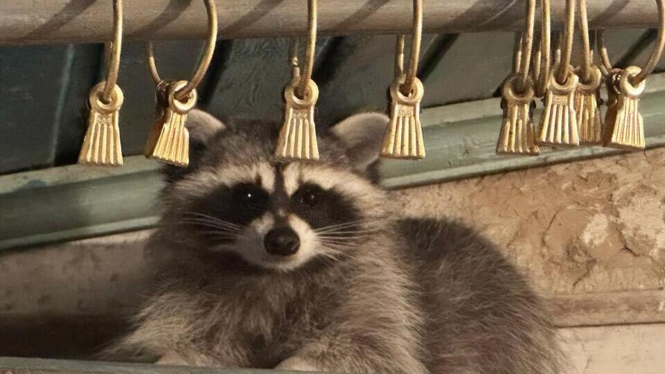 Окупанти знімають із вкраденим єнотом відео на фронті