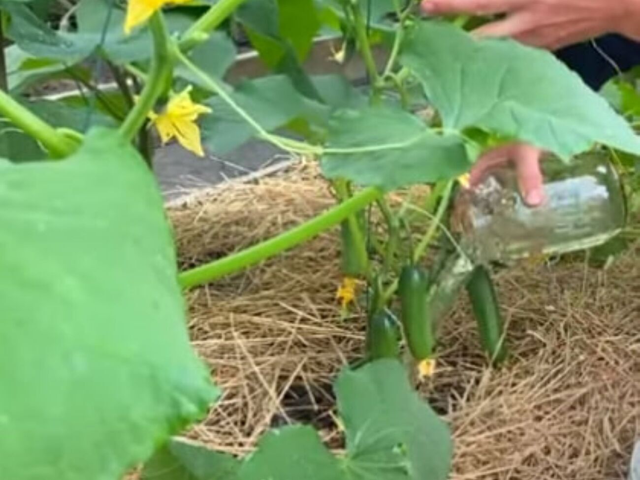 Подкормку огурцов из банановой кожуры можно проводить раз в две недели до завершения плодоношения