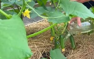 Подкормку огурцов из банановой кожуры можно проводить раз в две недели до завершения плодоношения