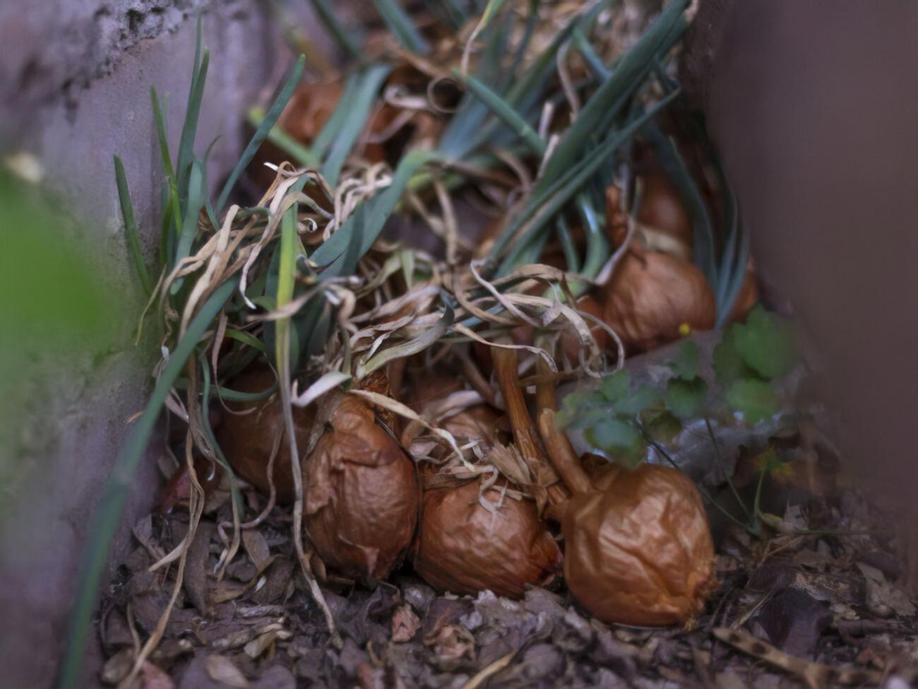 Лук может страдать от болезней