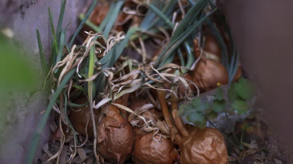 Лук может страдать от болезней
