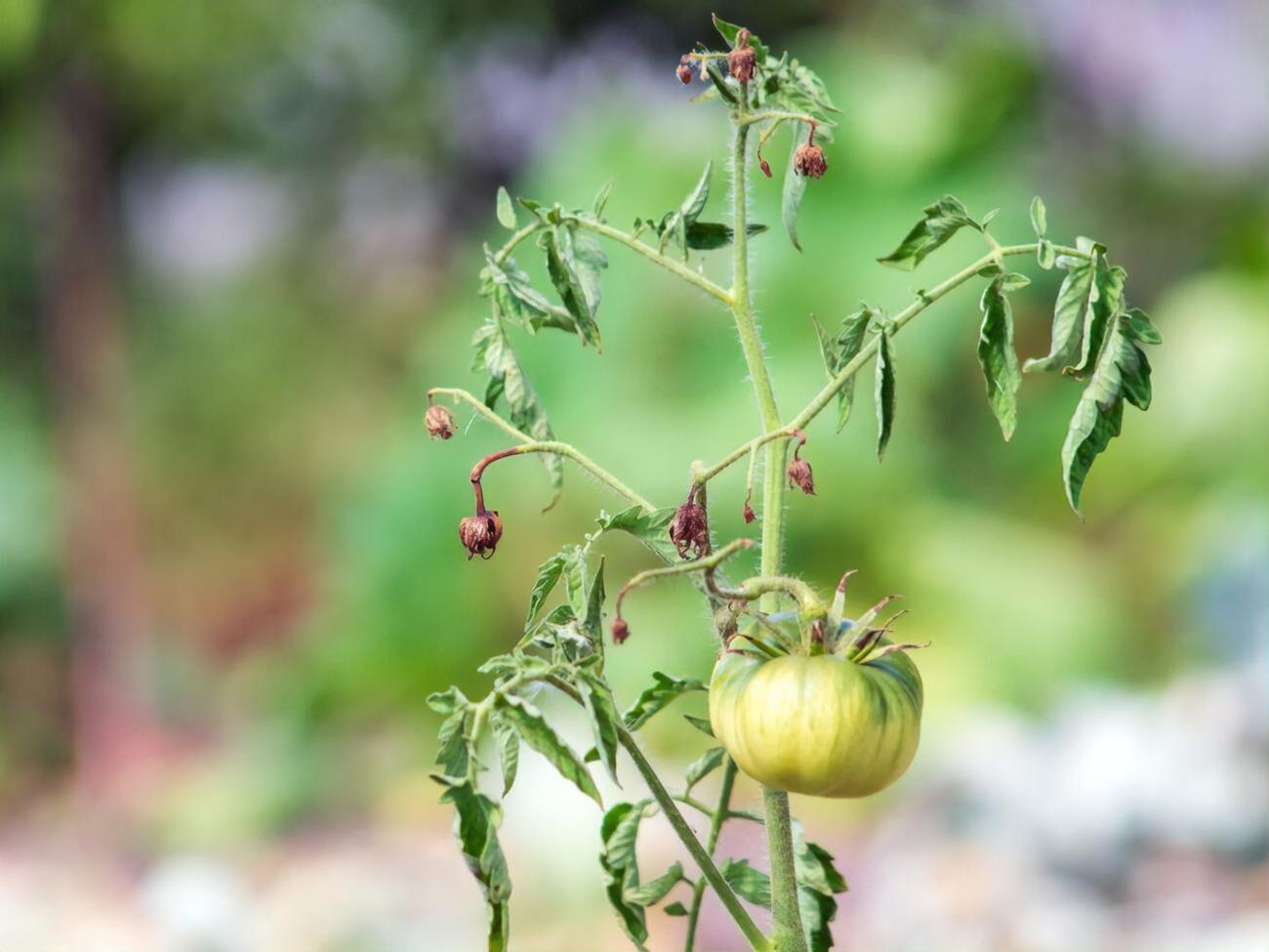 Листя може закручуватися від неправильного поливу