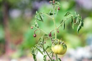 Листя може закручуватися від неправильного поливу