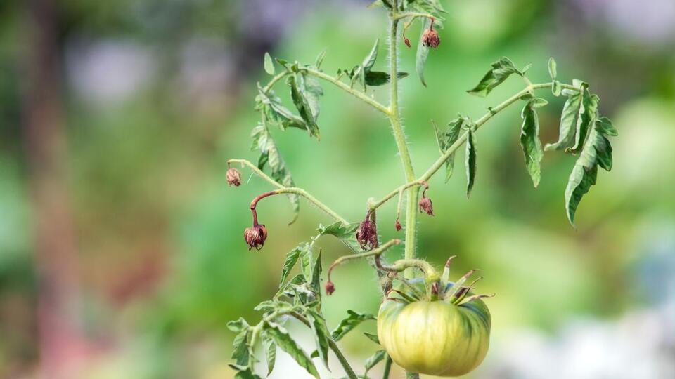 Листья могут закручиваться от неправильного полива