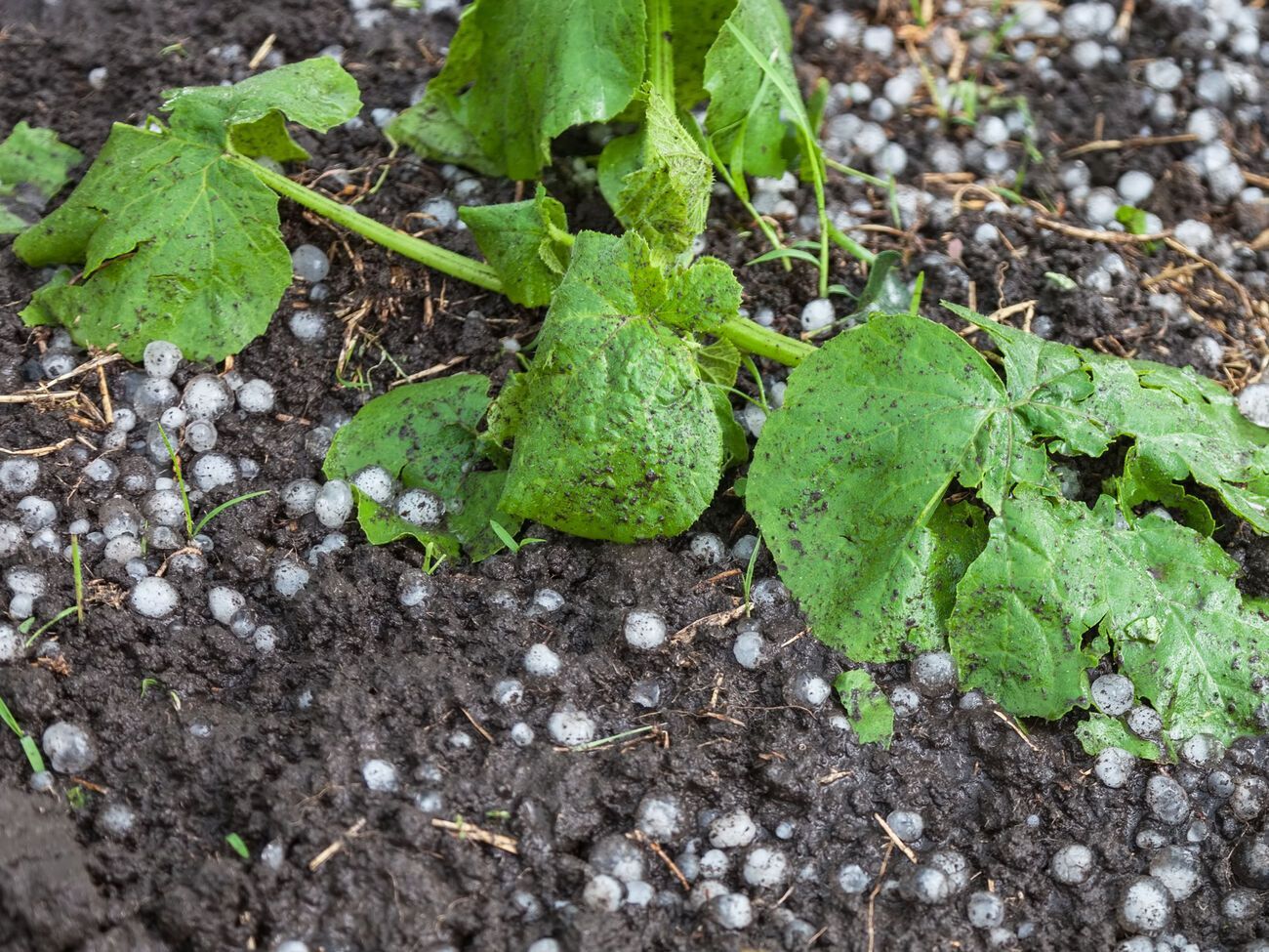Важно сразу&nbsp;выгрести град из грядок, чтобы лед не переохлаждал землю и растения