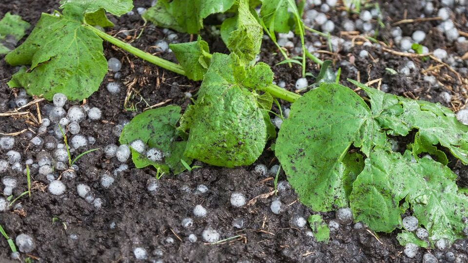 Важно сразу выгрести град из грядок, чтобы лед не переохлаждал землю и растения