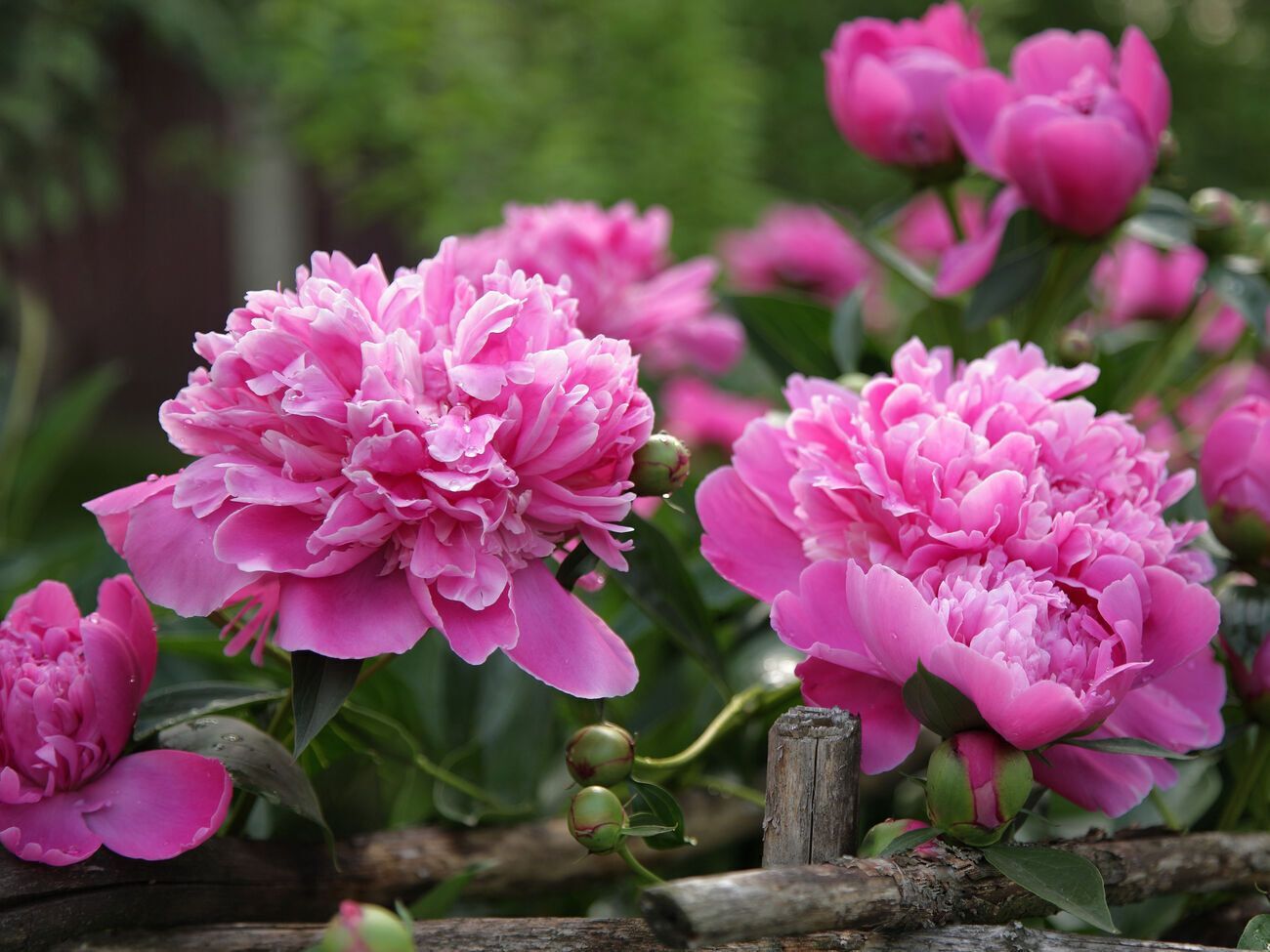 После окончания цветения пионы можно подкормить удобрением на основе калия и фосфора