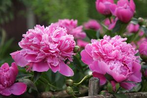 После окончания цветения пионы можно подкормить удобрением на основе калия и фосфора