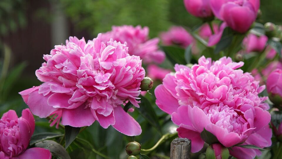 После окончания цветения пионы можно подкормить удобрением на основе калия и фосфора