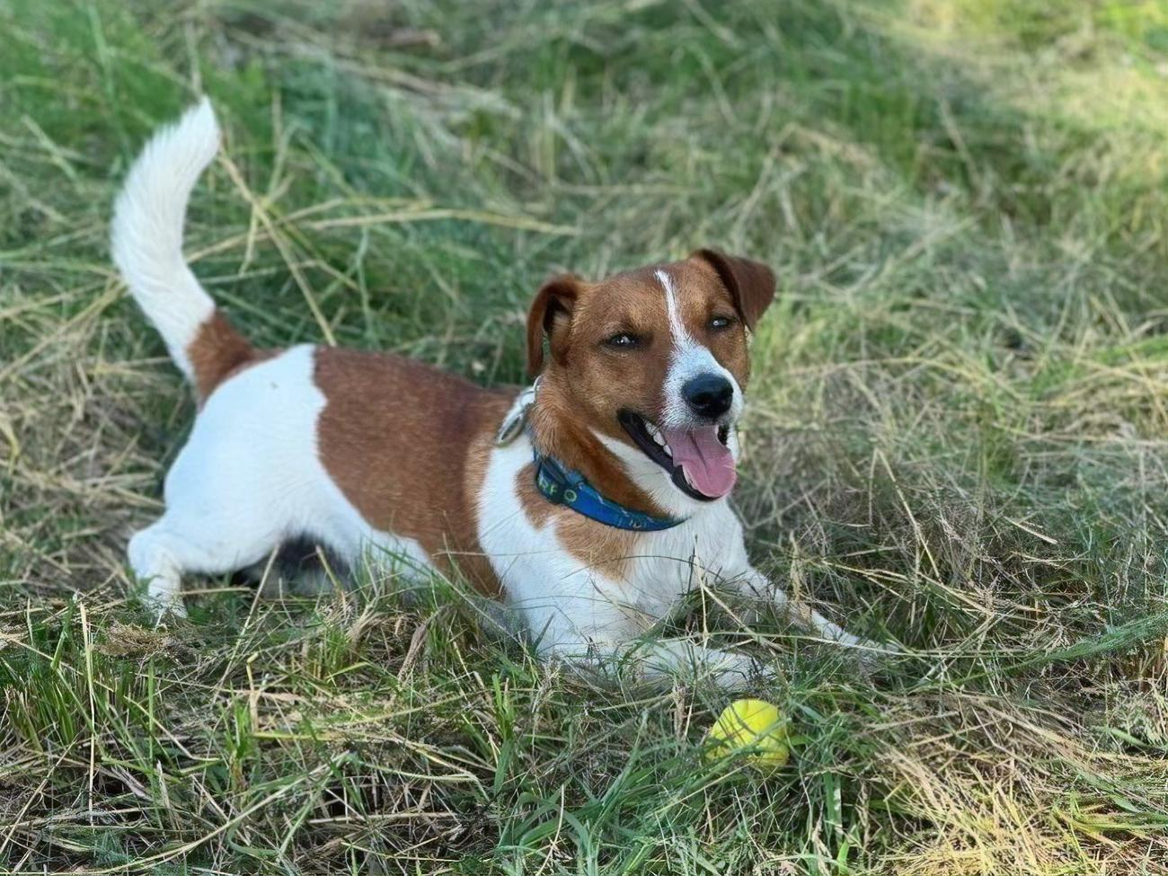 Господар Патрона відніс його в укриття під час обстрілу