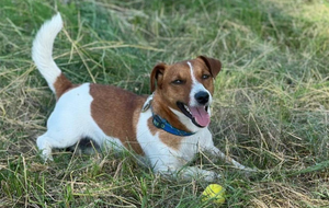 Хозяин Патрона отнес его в укрытие во время обстрела