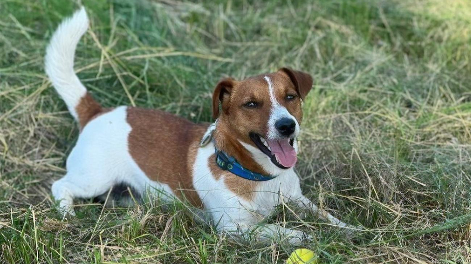 Хозяин Патрона отнес его в укрытие во время обстрела