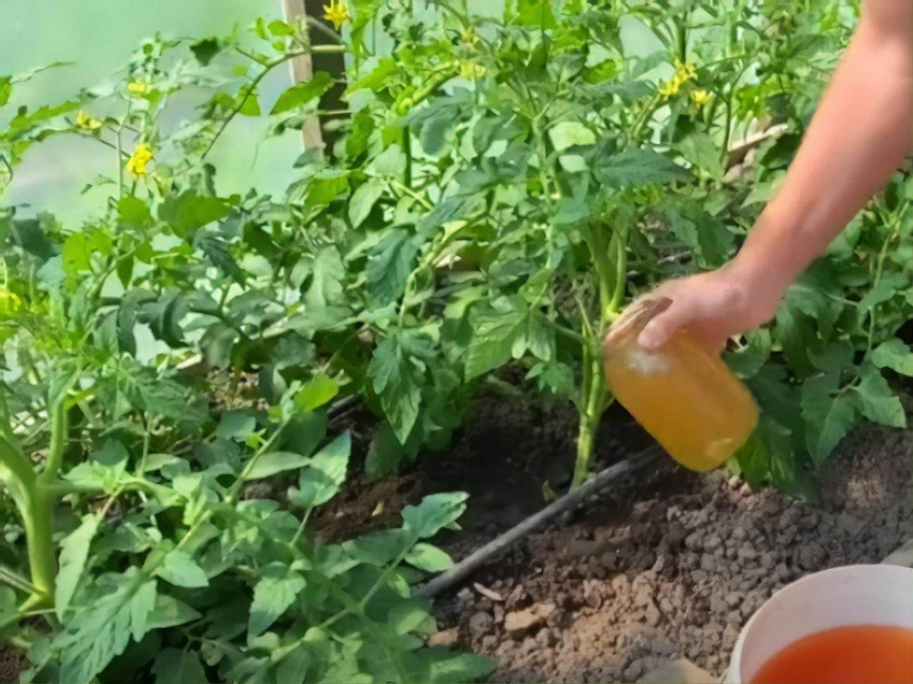 Підживлювати томати необхідно після ретельного поливу ґрунту