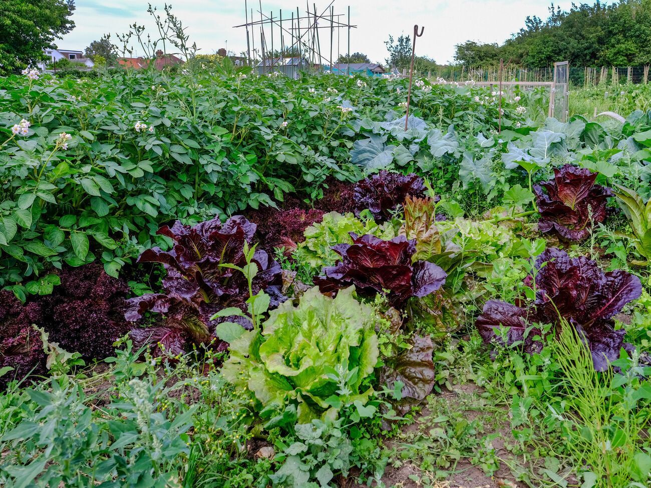 Опрыскивать сорняки нужно по листу, стараясь, чтобы уксусно-солевой раствор не попал на почву