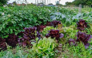 Опрыскивать сорняки нужно по листу, стараясь, чтобы уксусно-солевой раствор не попал на почву