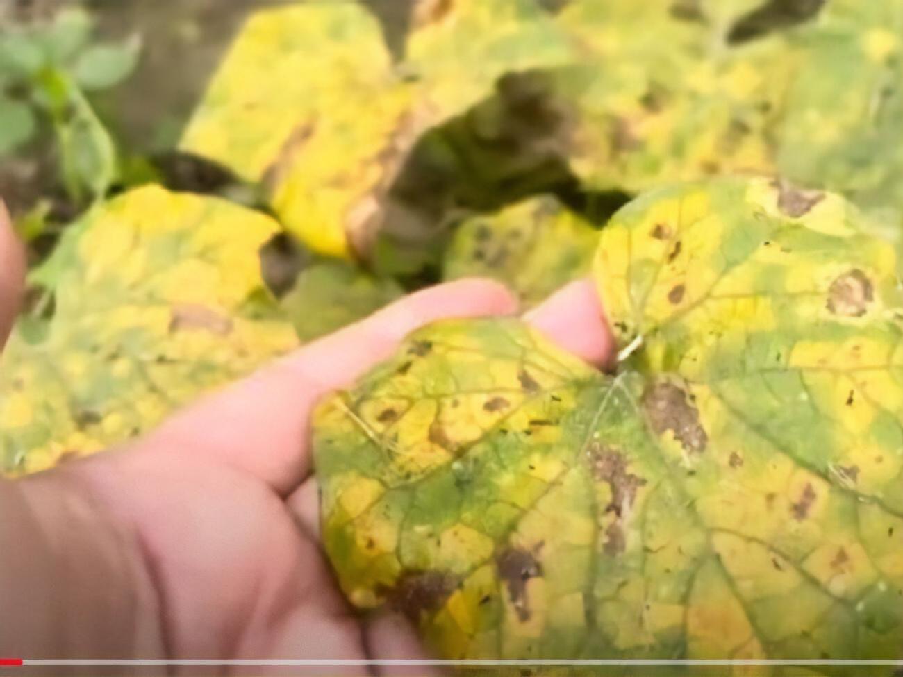 Підживлення з молока допомагає рослинам бути стійкішими до спеки