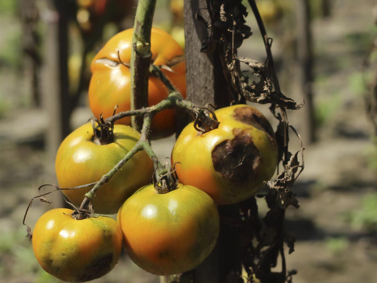 Обприскування від фітофтори проводять раз на кілька днів