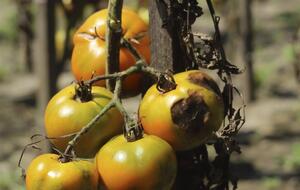 Обприскування від фітофтори проводять раз на кілька днів