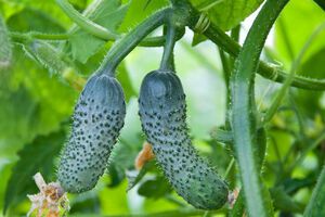 Получить урожай вкусных огурцов не так просто, поскольку они достаточно капризны