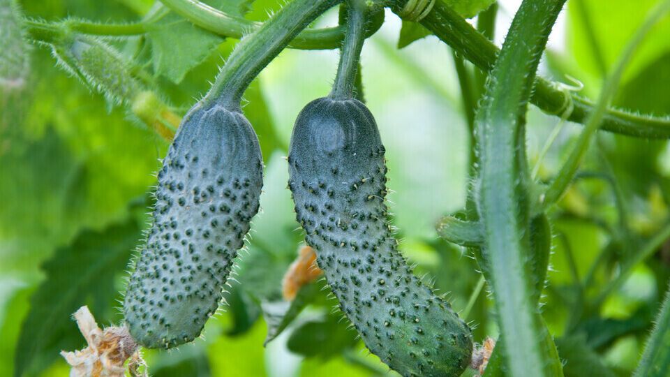 Отримати врожай смачних огірків не так уже й просто, оскільки вони досить примхливі