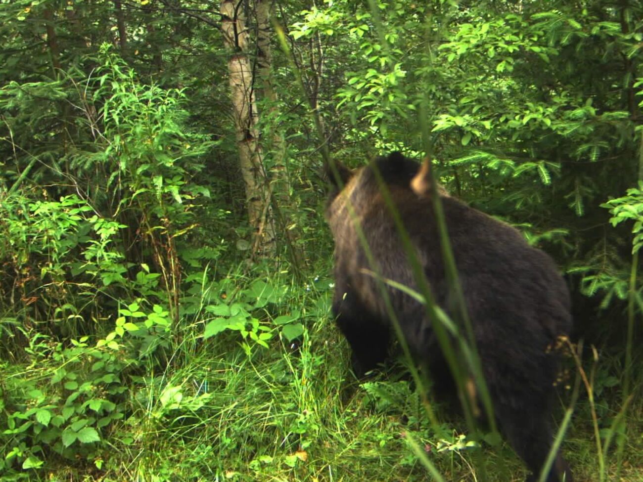 В прошлом году пограничники видели его еще медвежонком