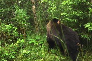 Торік прикордонники бачили його ще ведмежам