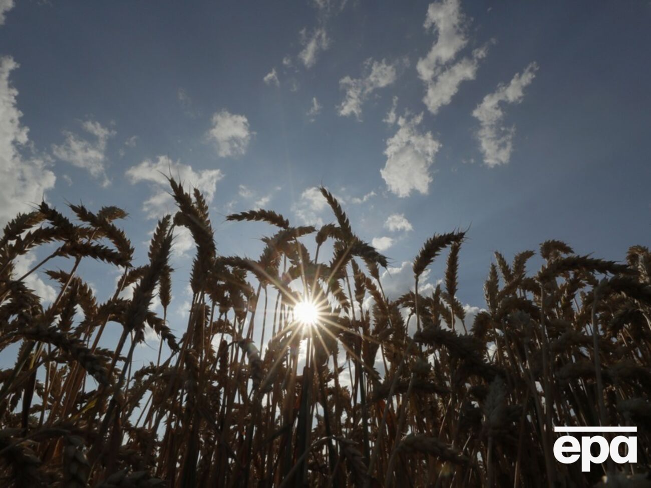 Коллаборантка вывезла всю партию зерновых в Белгородскую область и продала российским агрохолдингам, рассказали в СБУ