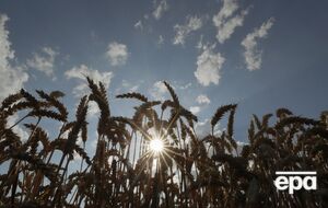 Коллаборантка вывезла всю партию зерновых в Белгородскую область и продала российским агрохолдингам, рассказали в СБУ