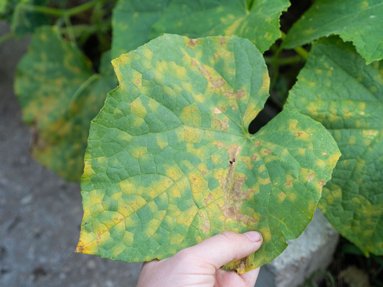 Якщо на листі з'явилися плями – заходів потрібно вживати терміново