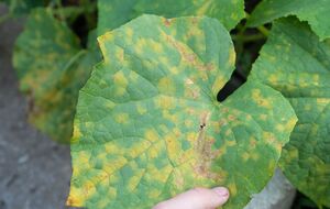 Якщо на листі з'явилися плями – заходів потрібно вживати терміново