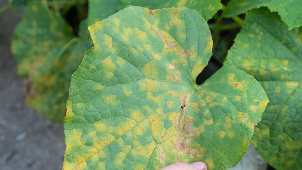 Якщо на листі з'явилися плями – заходів потрібно вживати терміново