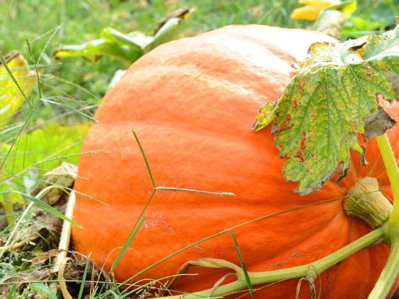 Определить степень зрелости урожая можно и по плодоножке. Если она стала очень жесткая, плоды созрели
