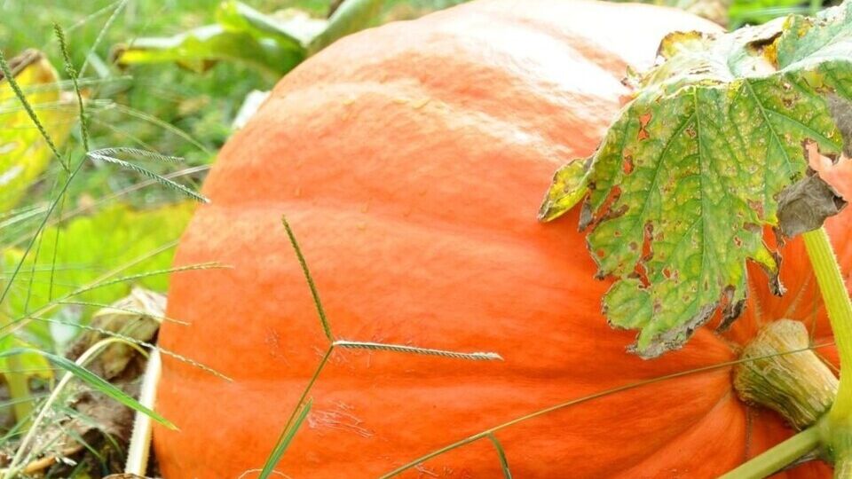 Определить степень зрелости урожая можно и по плодоножке. Если она стала очень жесткая, плоды созрели