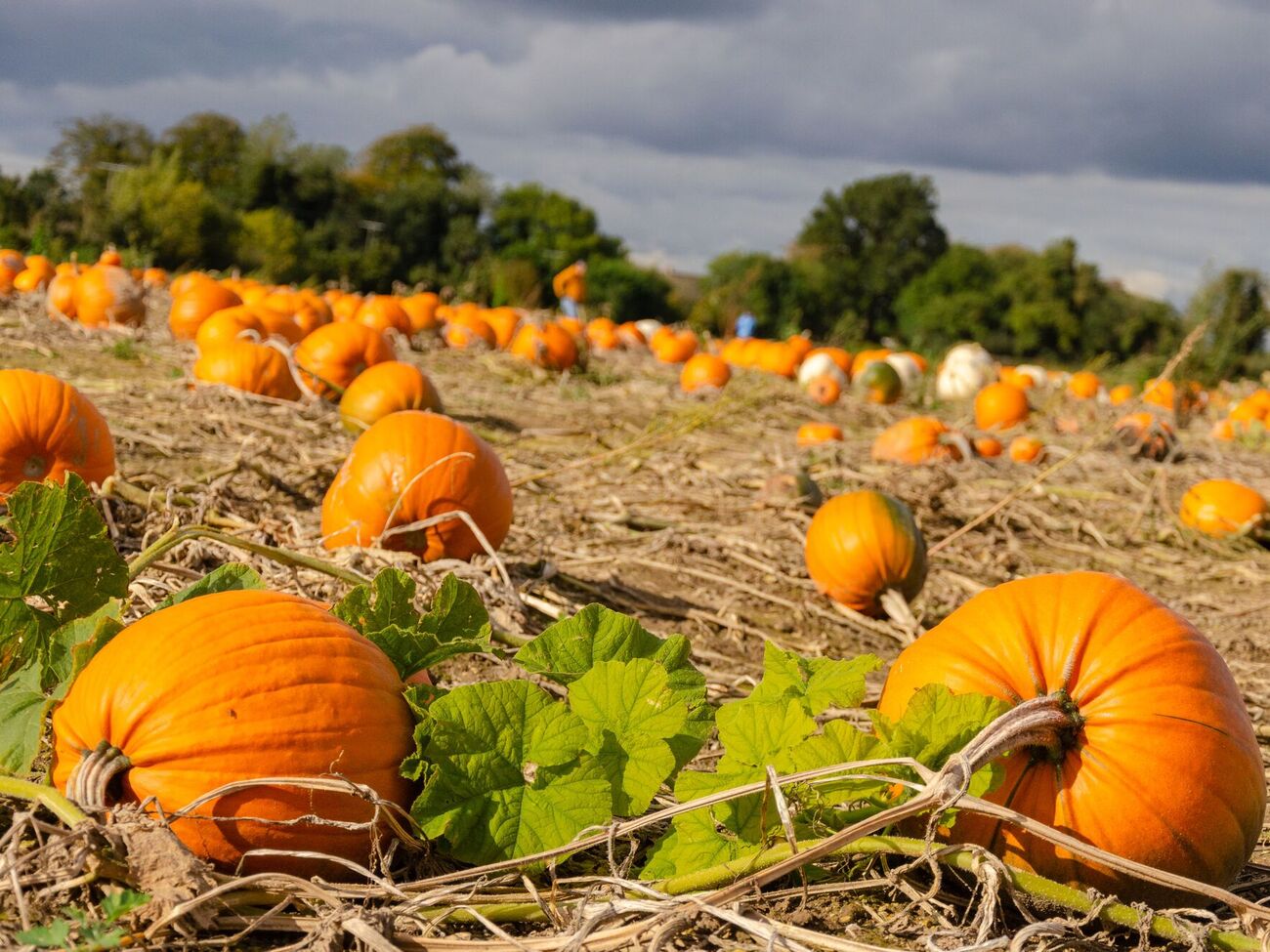 Урожай тыквы улучшится после подкормки