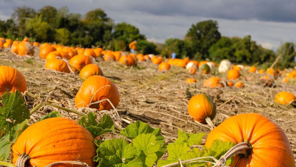 Урожай тыквы улучшится после подкормки