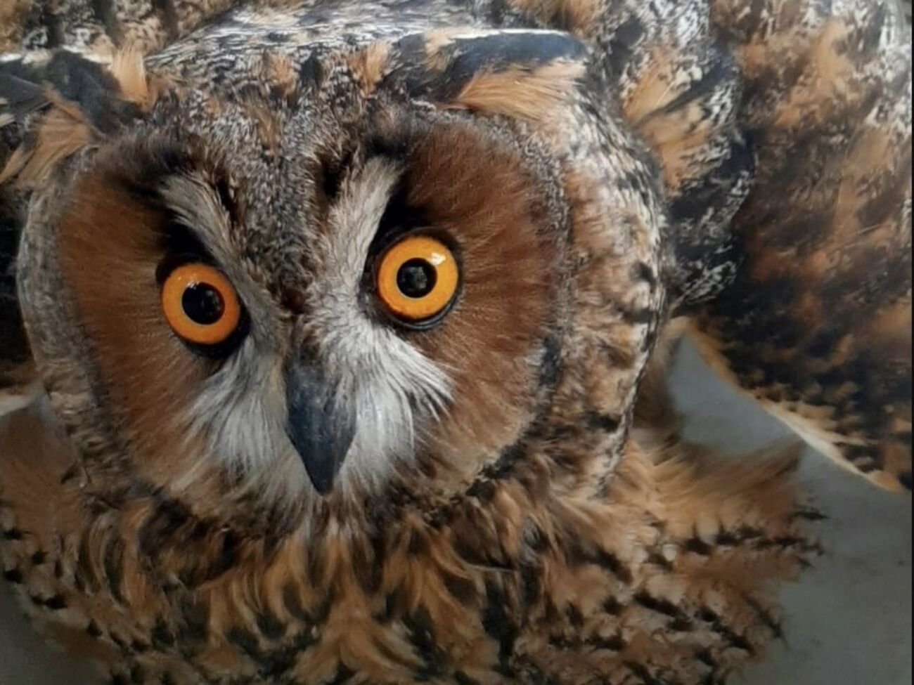 Совенят підготували до самостійного життя і випустили