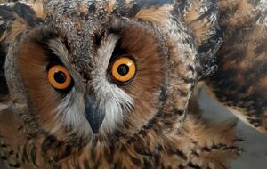 Совенят підготували до самостійного життя і випустили