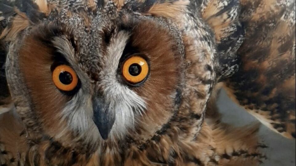 Совенят підготували до самостійного життя і випустили