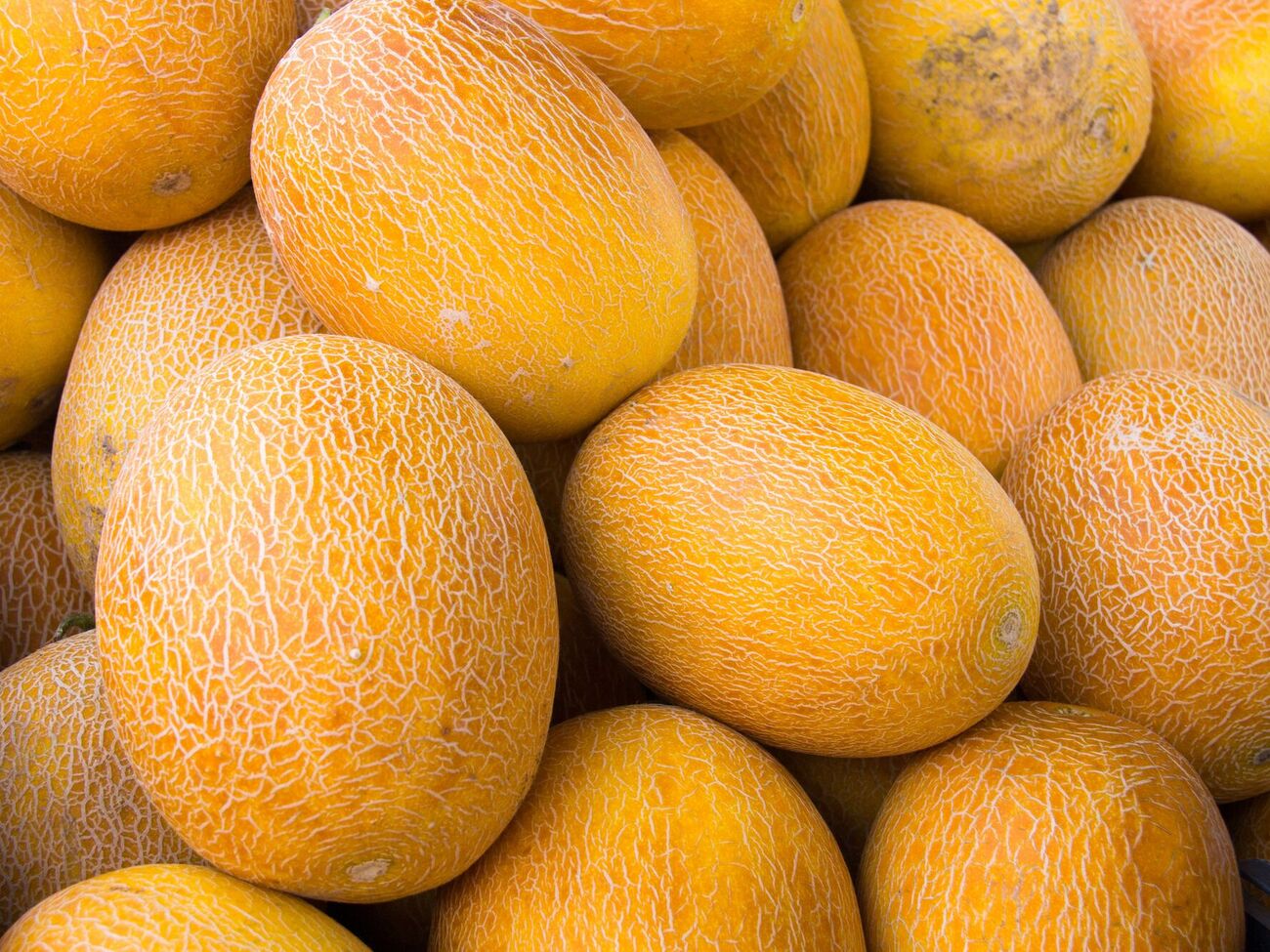 Качество дыни можно определить по внешнему виду