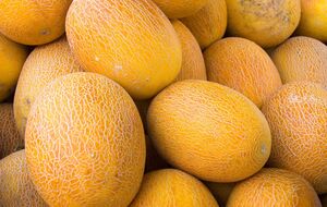 Качество дыни можно определить по внешнему виду