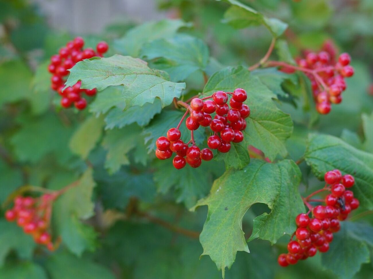 Высаживать калину планируют в сентябре
