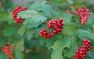 Высаживать калину планируют в сентябре